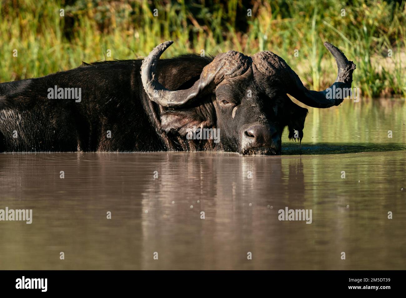 Cape Buffalo, Timbavati Private Nature Reserve, Kruger National Park, South Africa Stock Photo