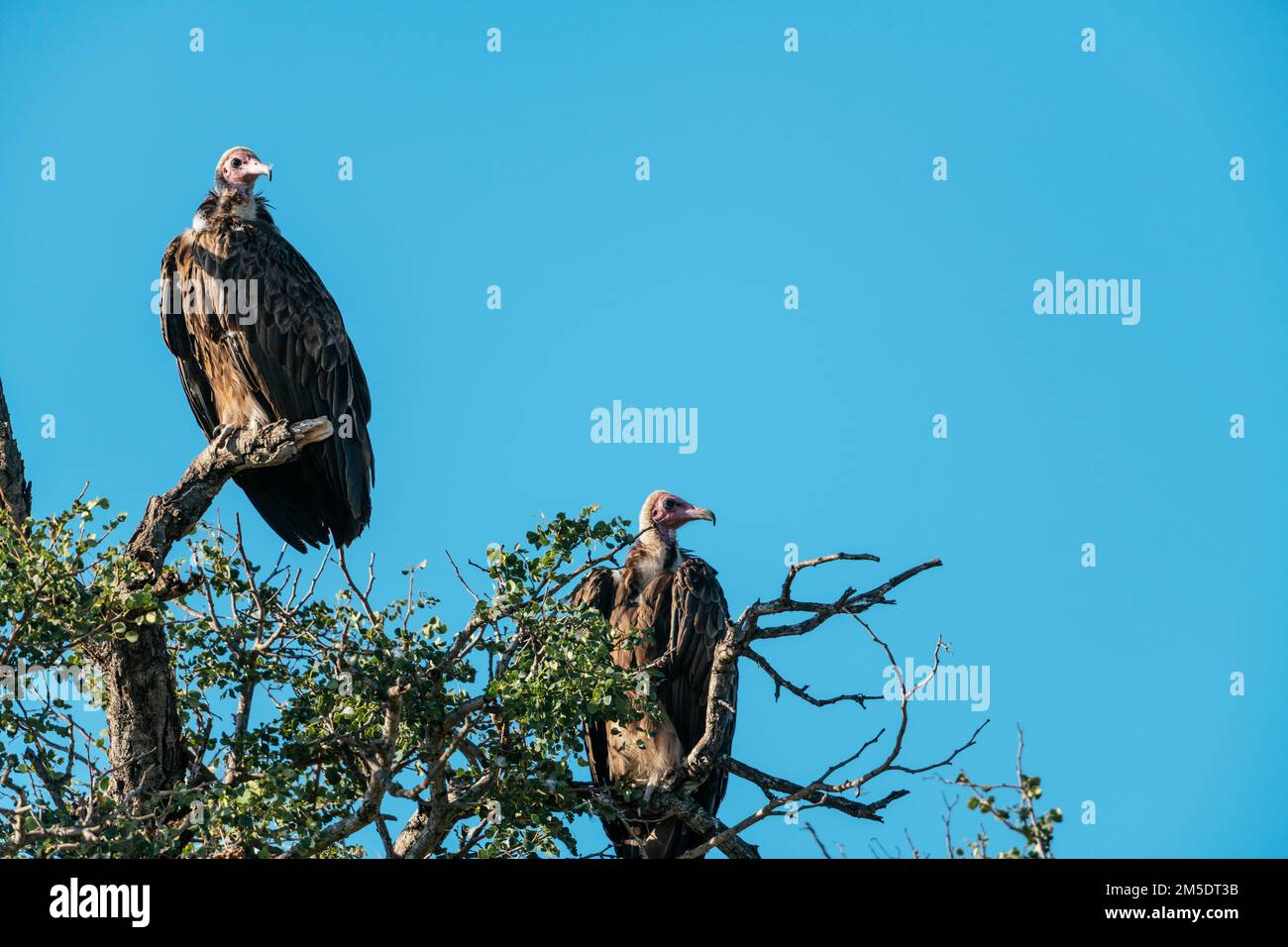 Hooded Vultures in tree, Timbavati Private Nature Reserve Reserve, Kruger National Park, South Africa Stock Photo
