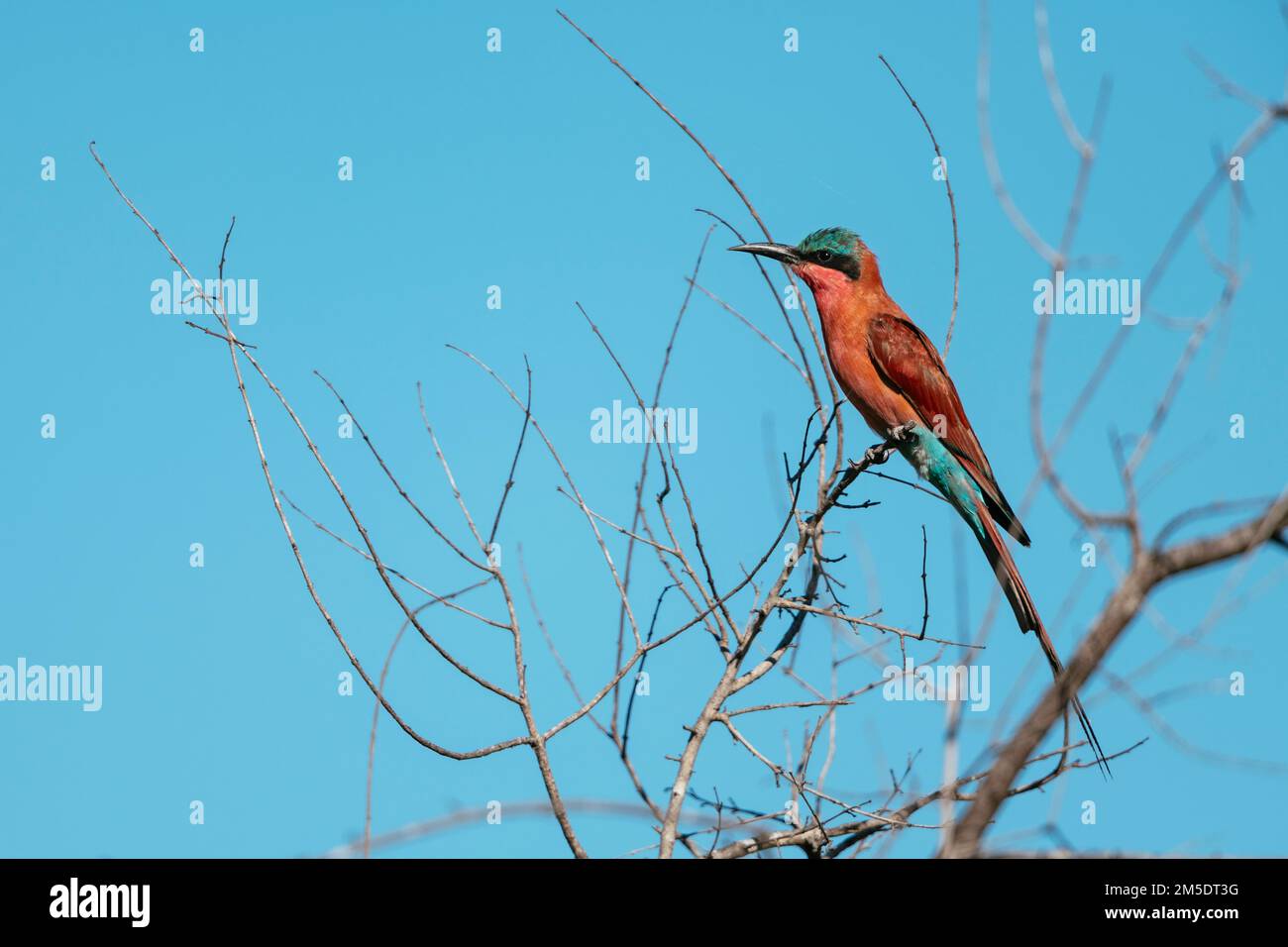Southern Carmine Bee-eater, Timbavati Private Nature Reserve Reserve, Kruger National Park, South Africa Stock Photo