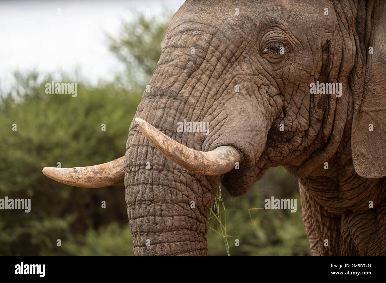 African Bull Elephant, Marataba, Marakele National Park, South Africa Stock Photo