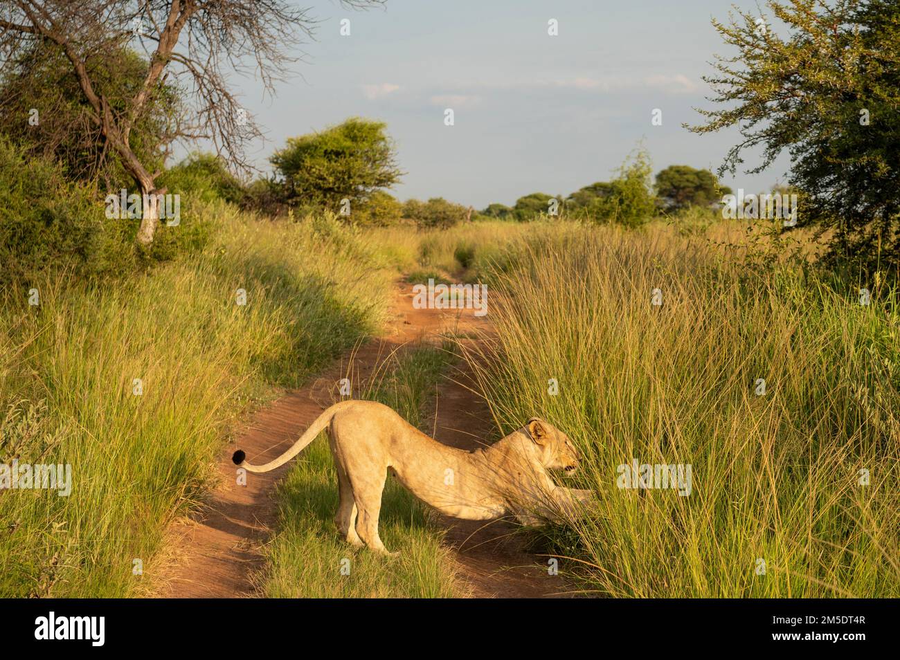 Lioness, Marataba, Marakele National Park, South Africa Stock Photo