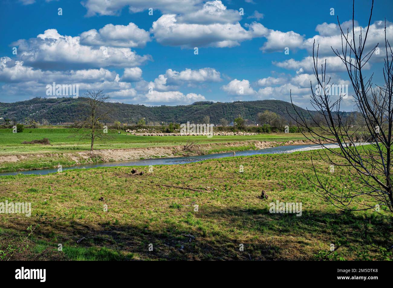 Many sheep on the beautiful green meadow by the river Stock Photo - Alamy