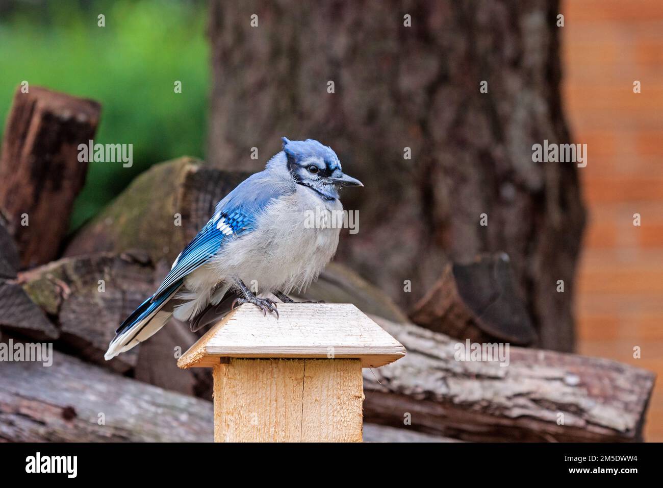 A bluejay sits on top of a fence post. Stock Photo
