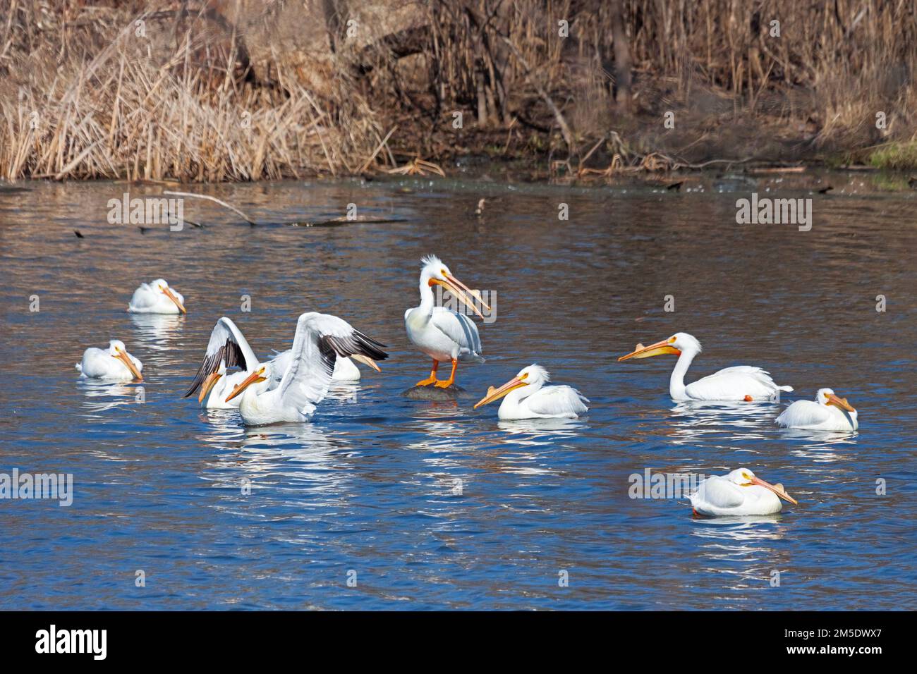 A squadron of pelicans swin together while one stands above on a rock