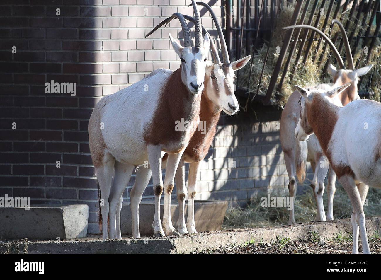 Male Scimitar-Horned Oryx is pictured during his first day at Zagreb ZOO on December 28, 2022 in Zagreb, Croatia. Photo: Matija Habljak/PIXSELL Stock Photo