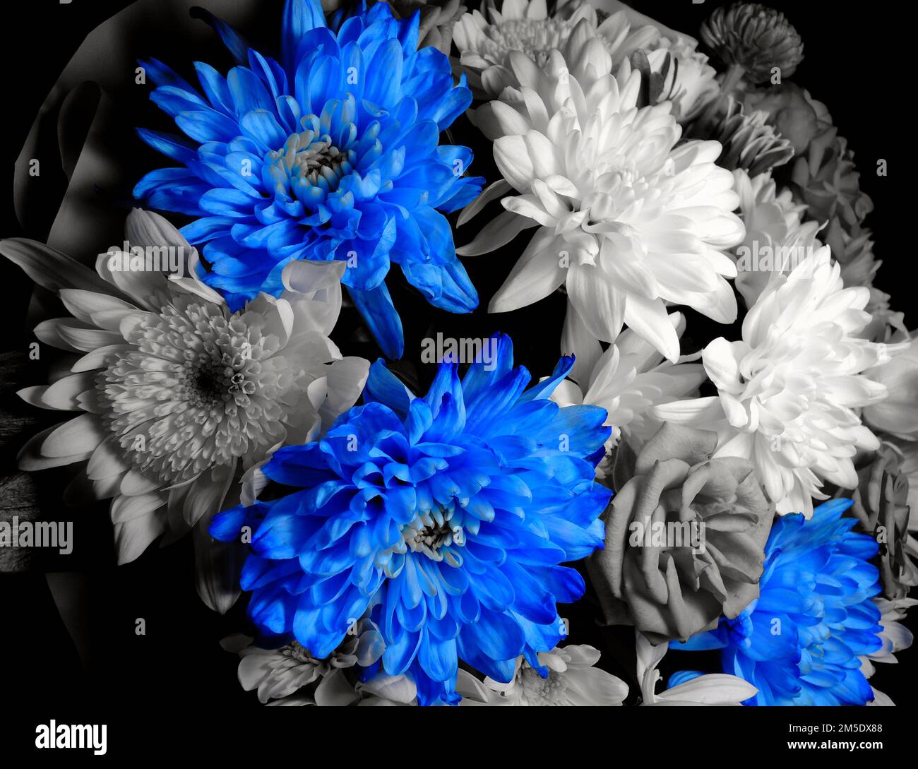 Blue Flowers In Black And White Flowers Beauty Stock Background Stock Photo