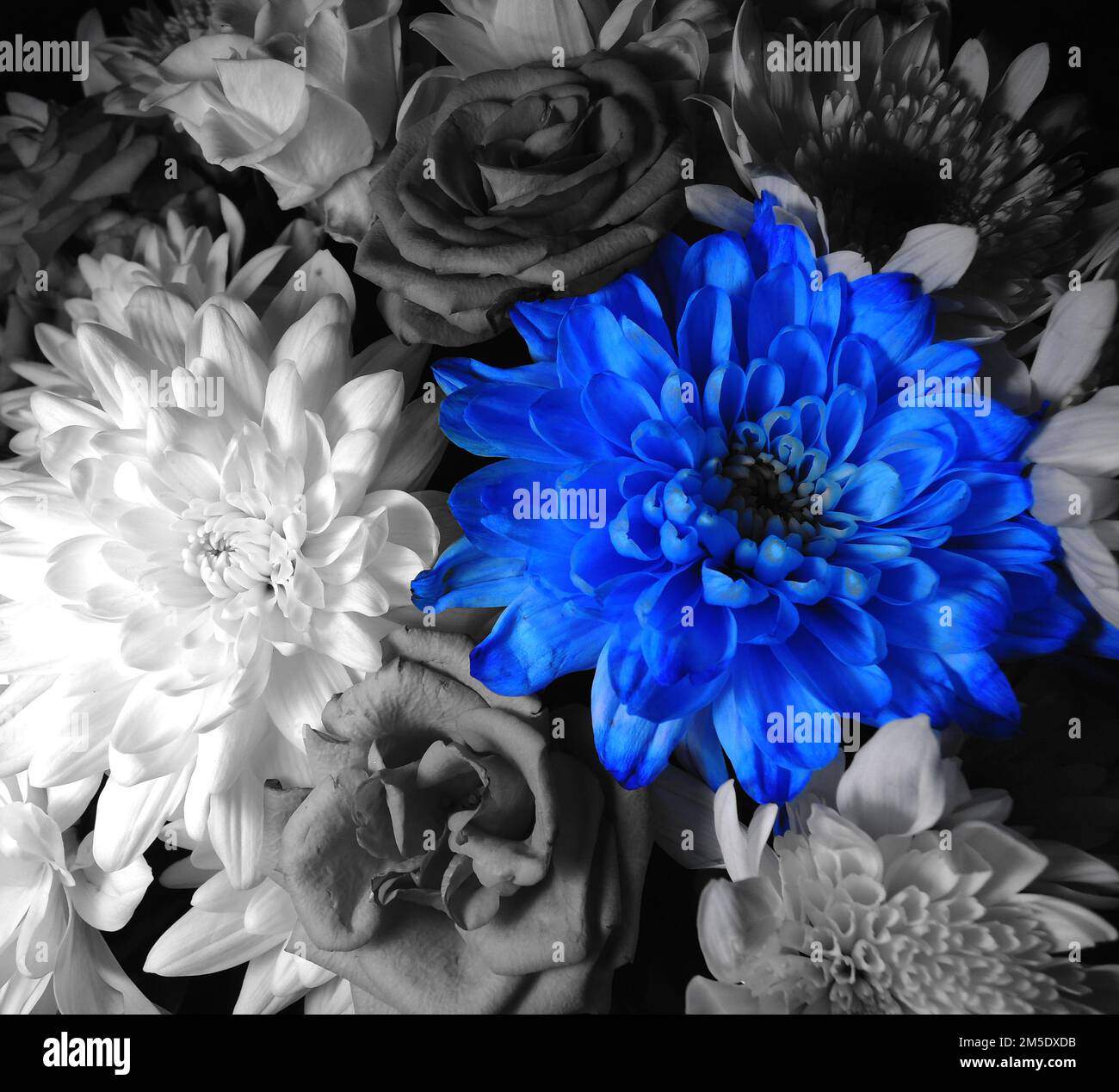 One Bright Blue Flower Between Grayscale Flowers In Bouquet Top View Stock Photo Stock Photo