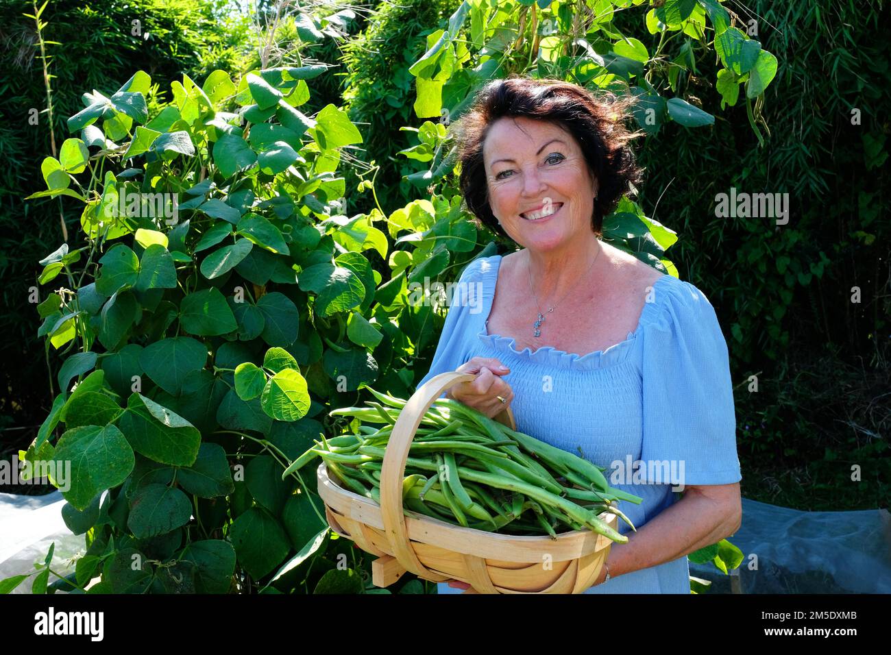 Attractive mature female holding freshly picked runner beans - John Gollop Stock Photo