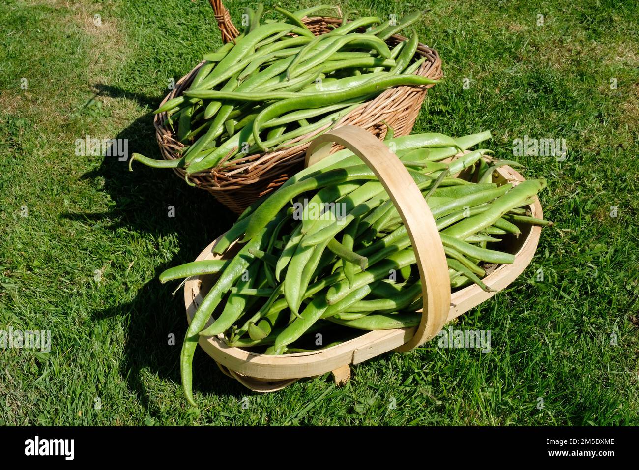Freshly picked runner beans in a garden trug - John Gollop Stock Photo
