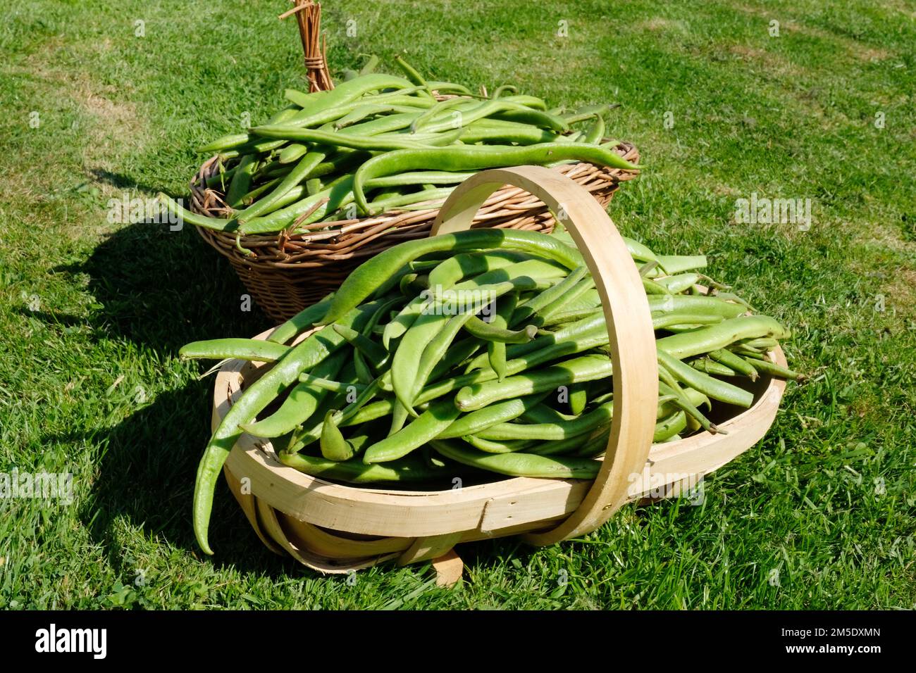 Freshly picked runner beans in a garden trug - John Gollop Stock Photo