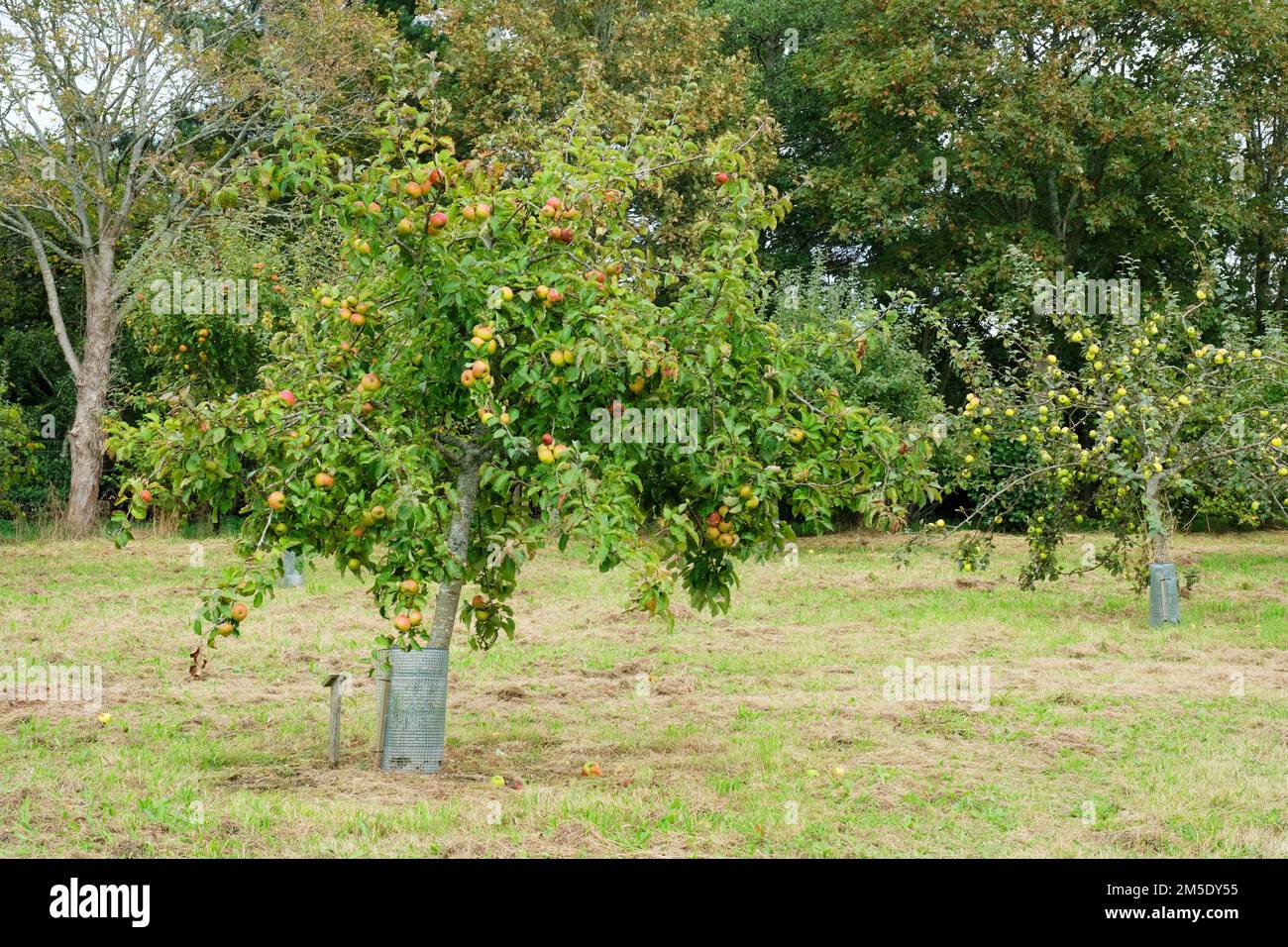 Apple orchard full of fruit - John Gollop Stock Photo