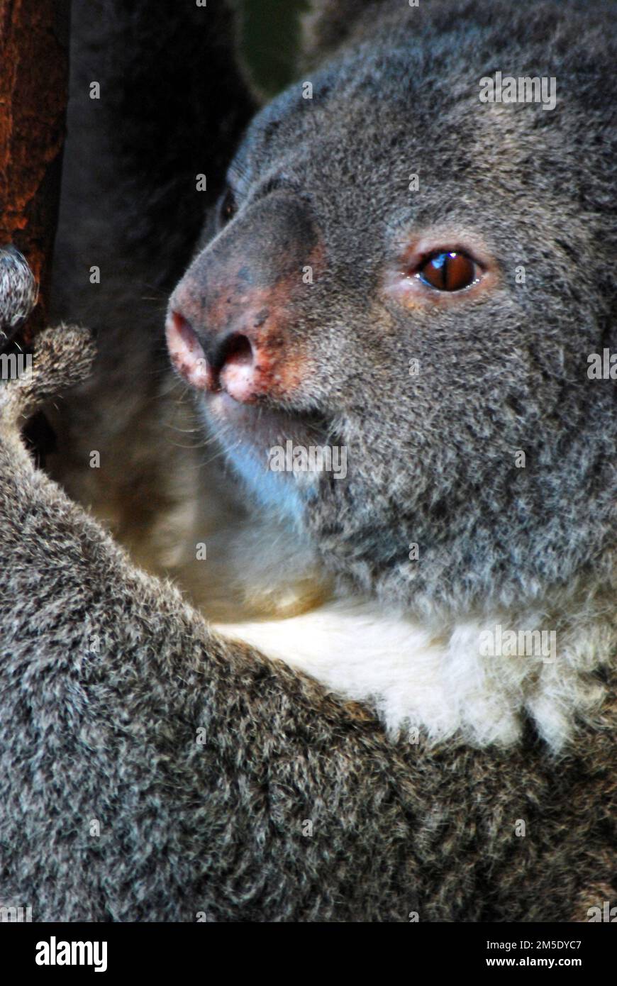 A close up of a koala’ bear's face, a native animal of Australia Stock