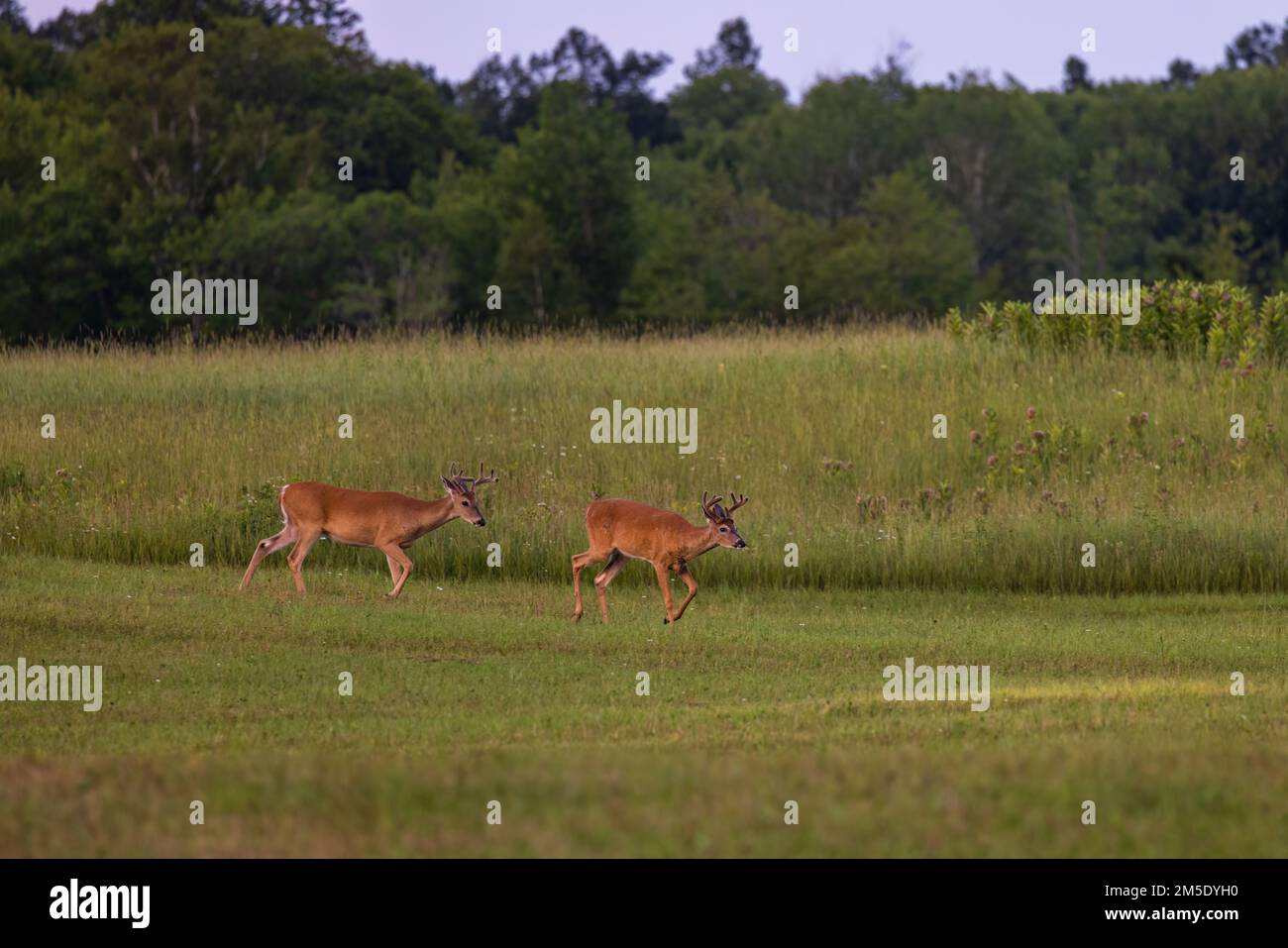 White-tailed bucks in northern Wisconsin. Stock Photo