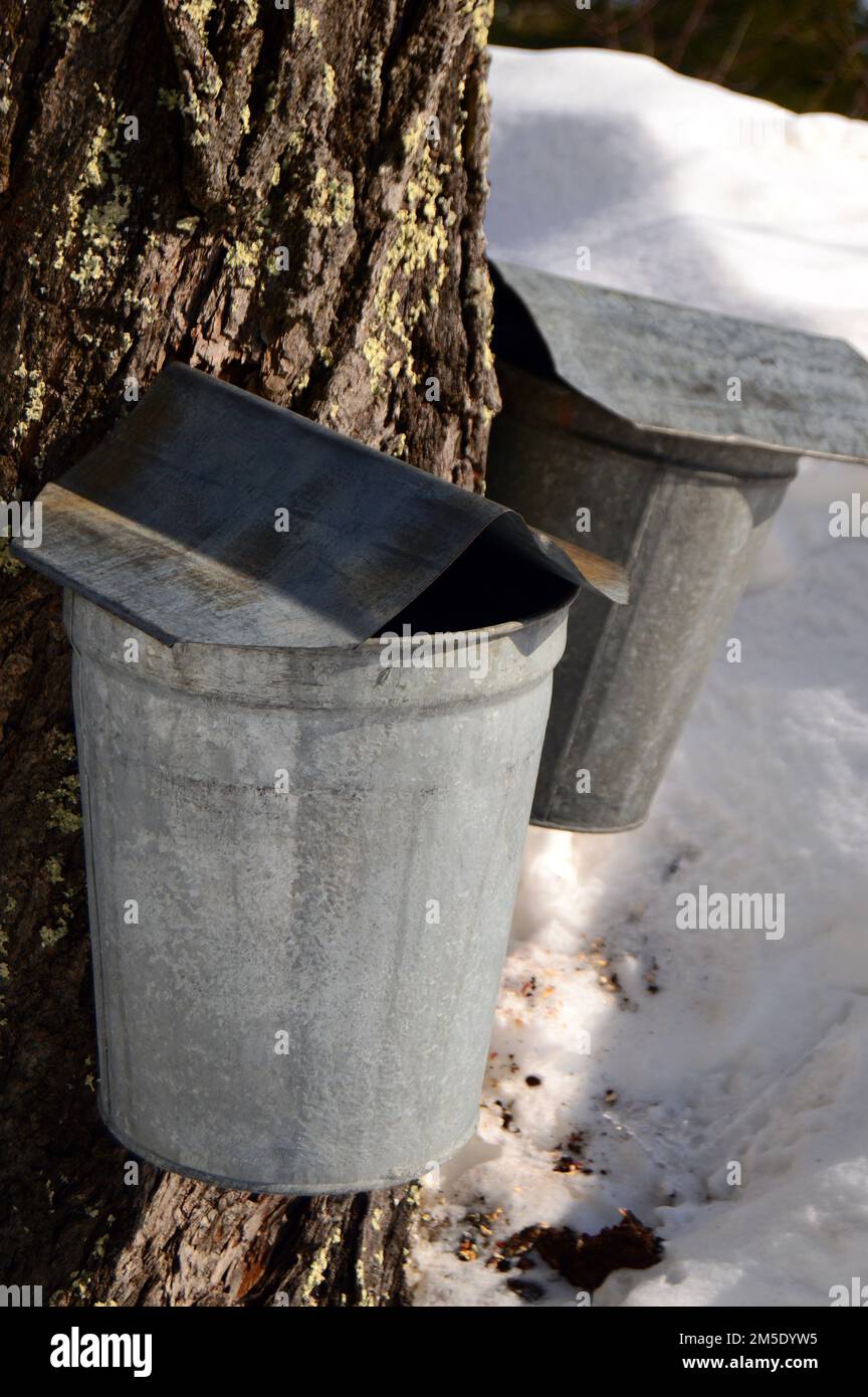 Metal buckets and pails hang from a tree to catch sap that will later be boiled and turned into pure organic maple syrup Stock Photo