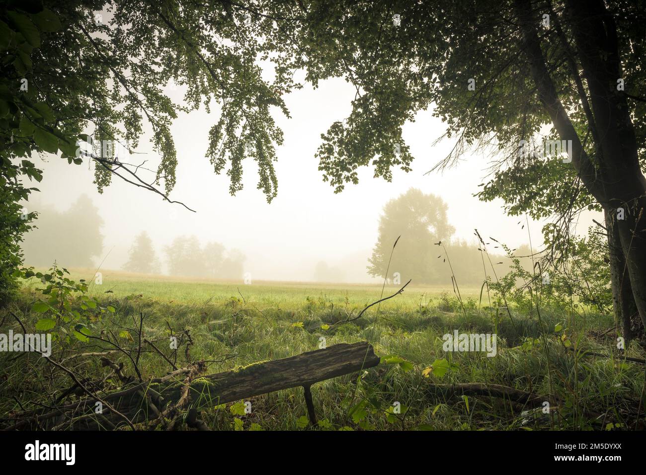 A beautiful view of a forest on a foggy day Stock Photo - Alamy