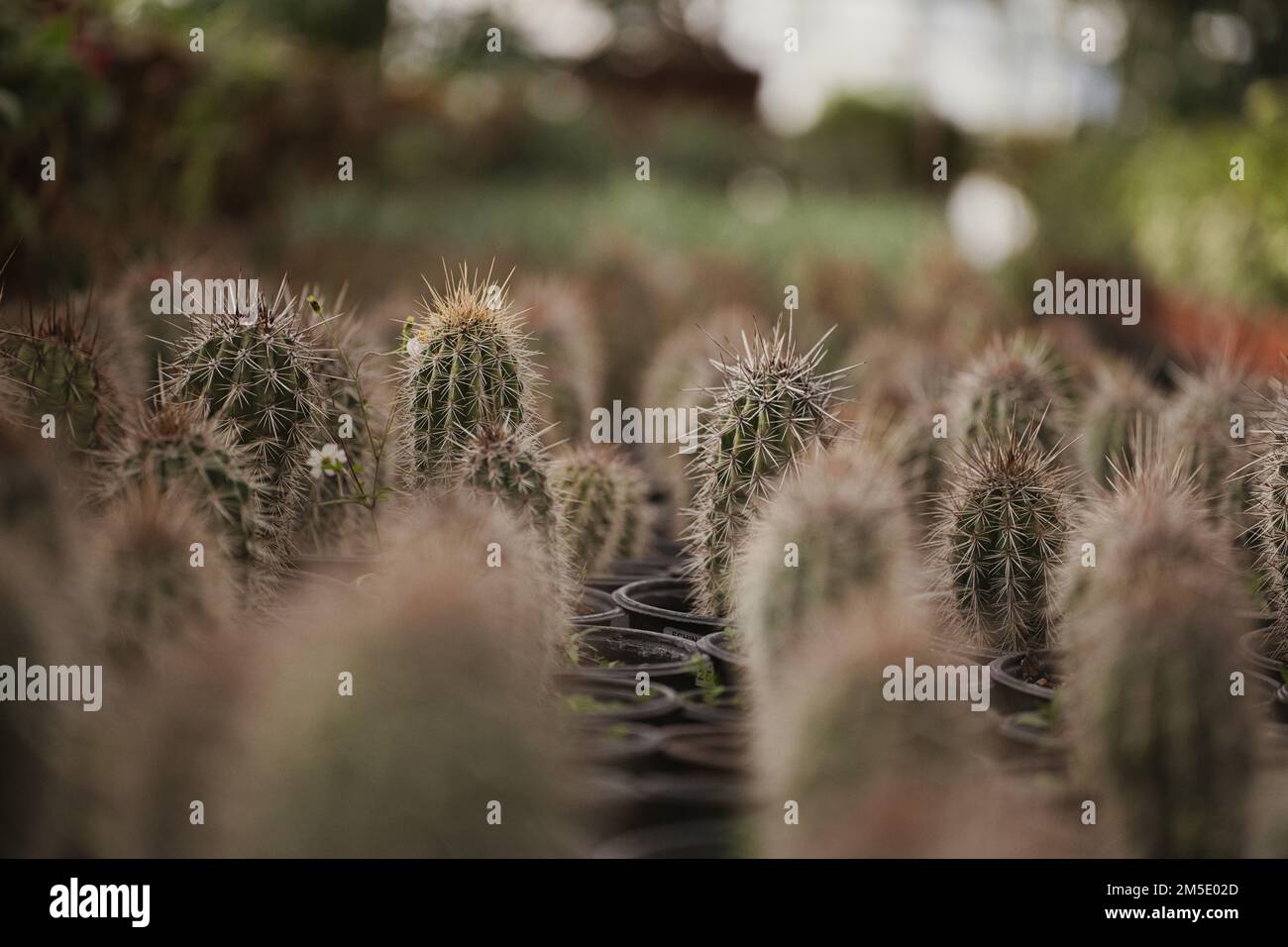 Cactus at garden center Stock Photo