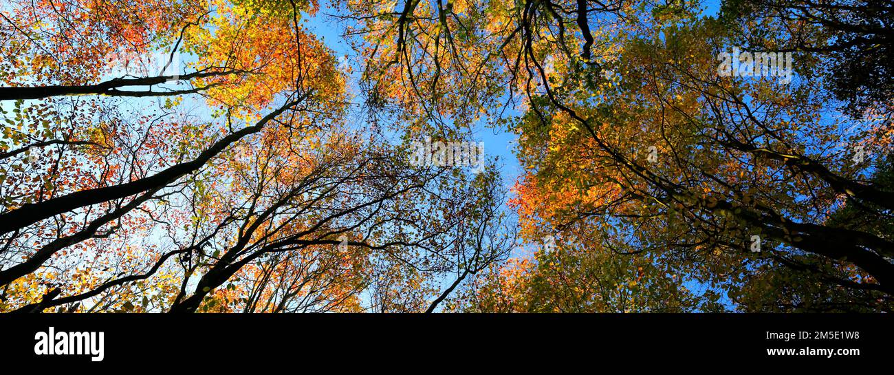 Autumn tree canopy at Holme Fen SSSI, Holme, Cambridgeshire, England, UK Stock Photo