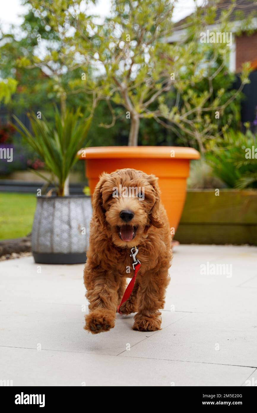 A vertical view of a Goldendoodle puppy coming closer with the red