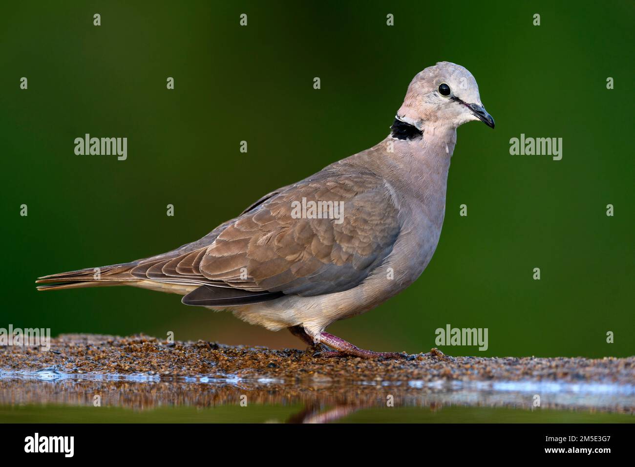 Ringnecked dove (Streptopelia capicola) from Zimanga, South Africa