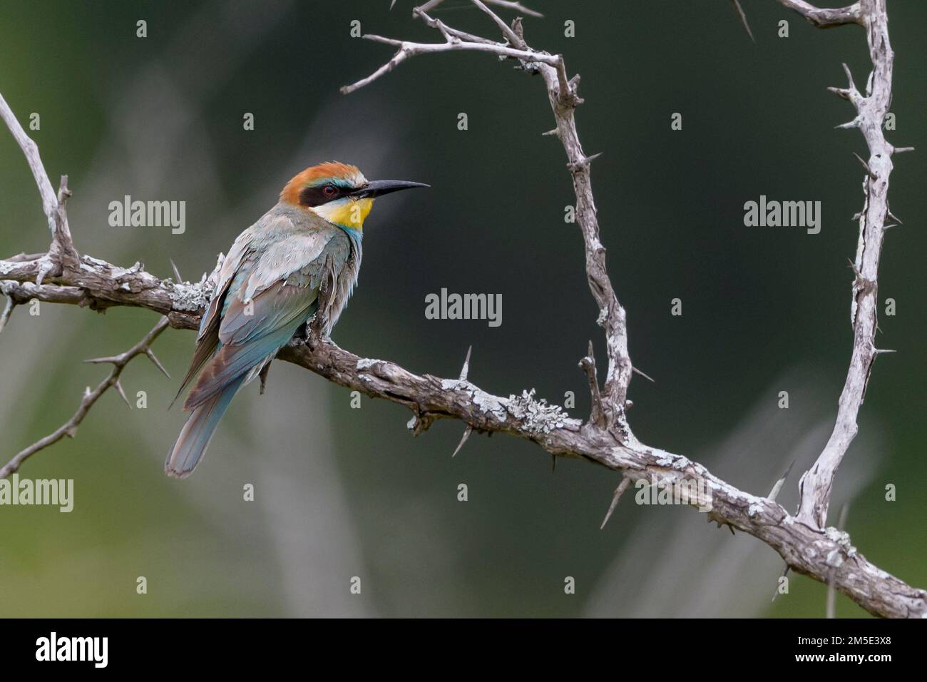 European bee-eater (Merops apiaster) from BLower Sabie, Kruger NP, South Africa, in November. Stock Photo