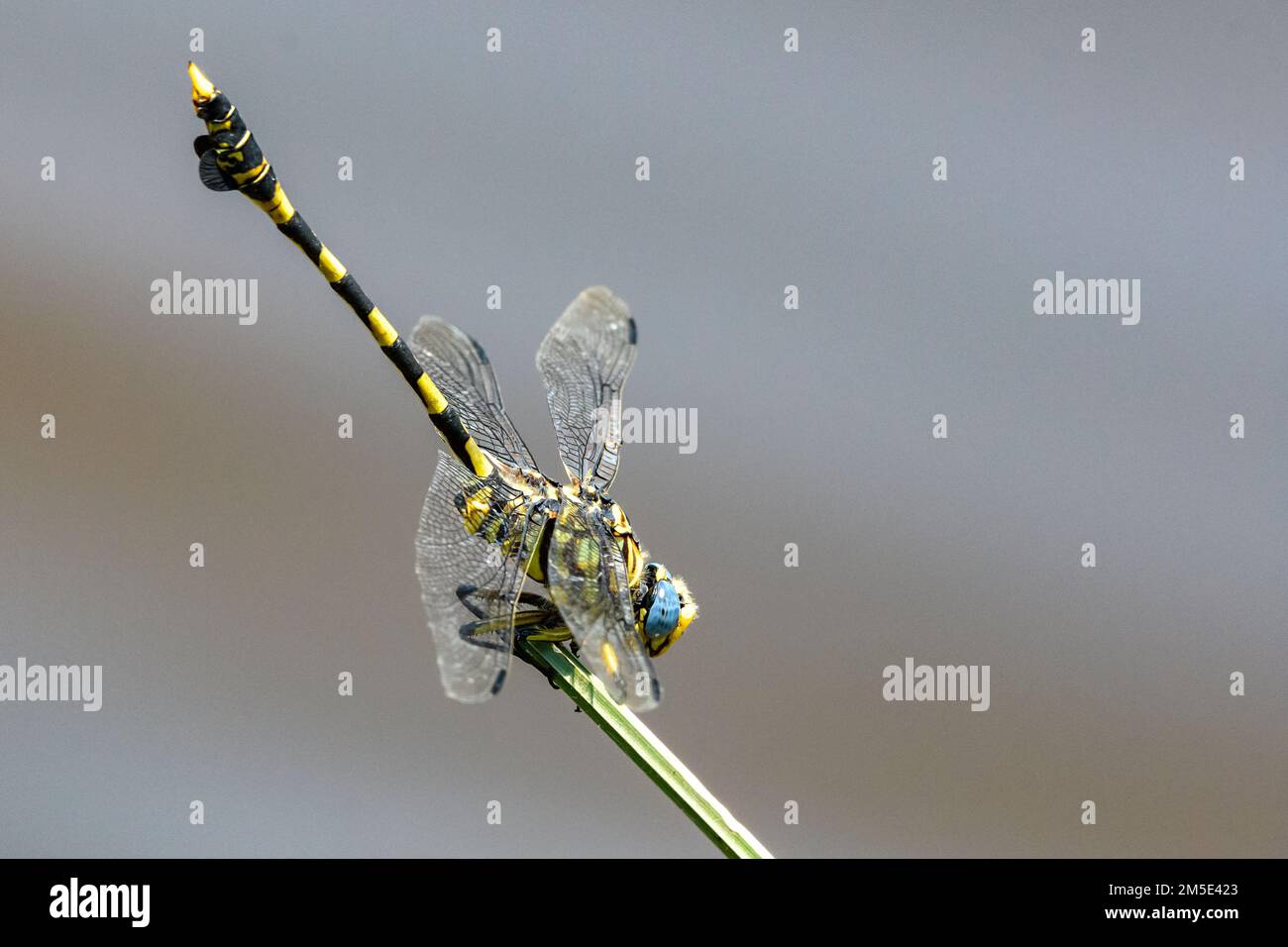 Common tigertail (Ictinogomphus ferox) from BergenDal, Kruger NP