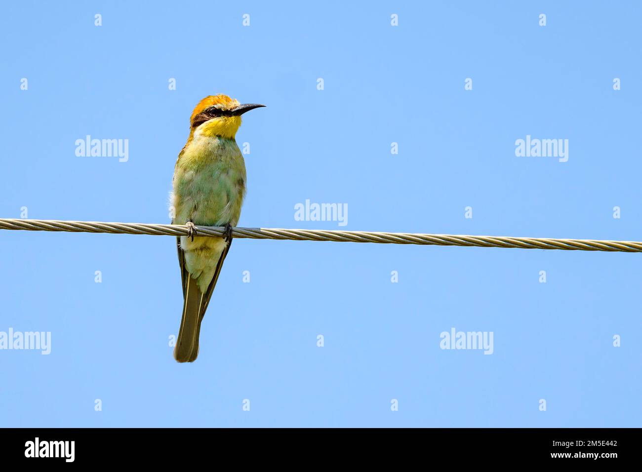 European bee-eater (Merops apiaster) from Berg-en-Dal, Kruger NP, South Africa, in November. Stock Photo