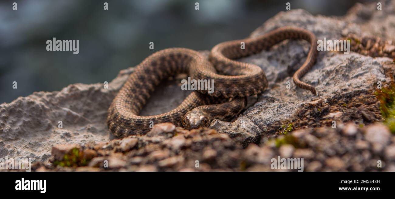 Dice snake natrix tessellata resting hi-res stock photography and ...