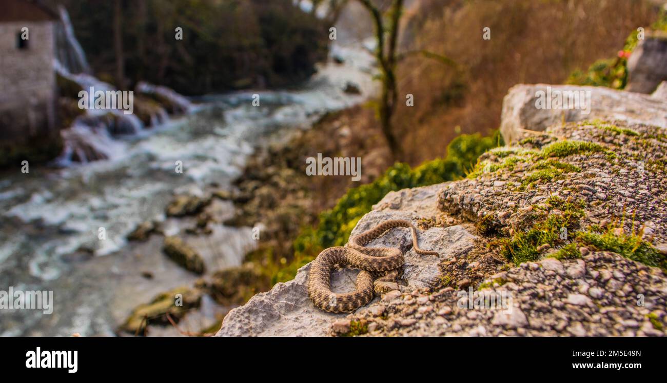 Dice Snake by the river, Natrix Tessellata Stock Photo