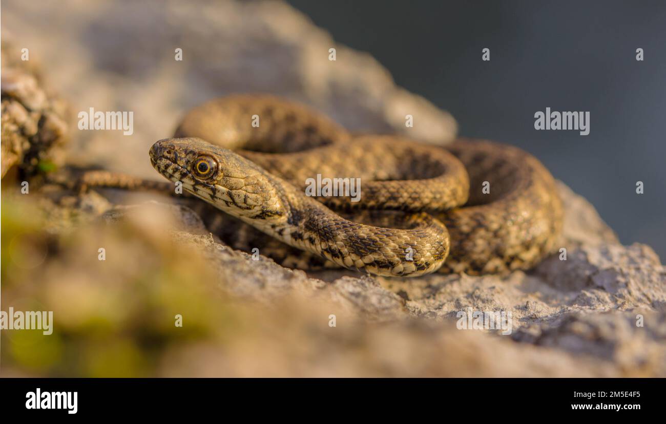 Dice Snake by the river, Natrix Tessellata Stock Photo