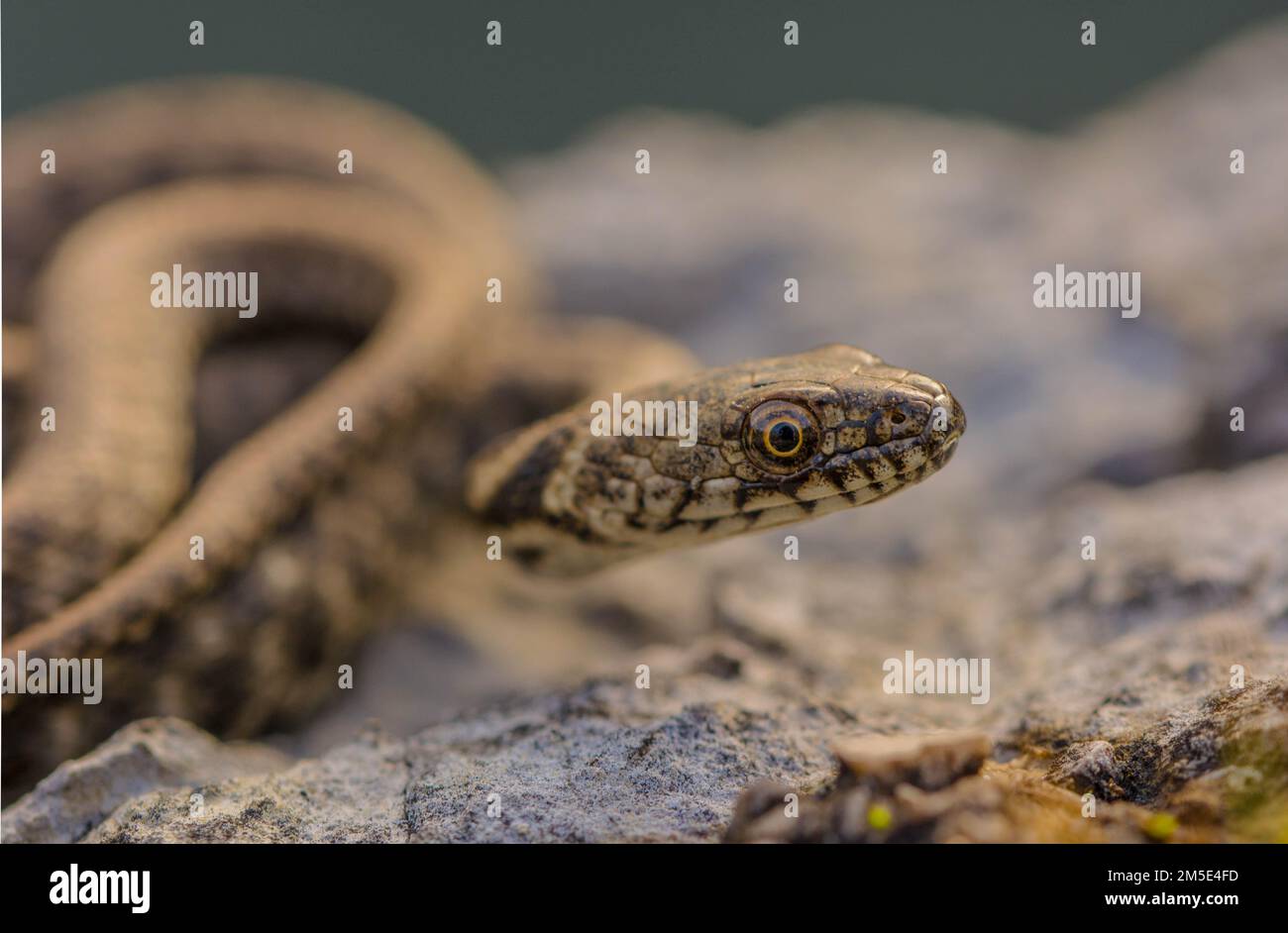 Dice snake natrix tessellata resting hi-res stock photography and ...