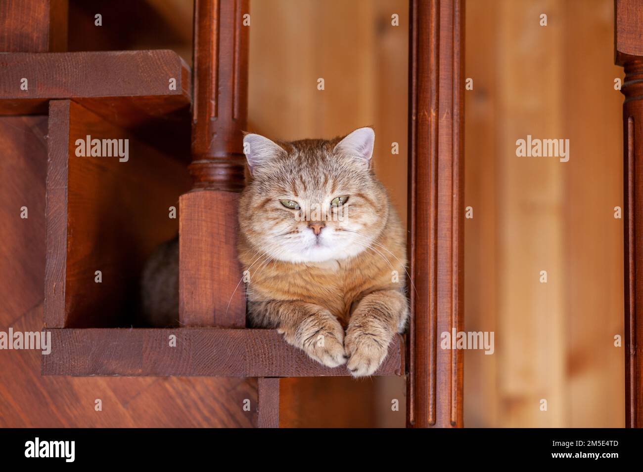 Cat on the stairs bottom view, the cat looks down from the evening, the