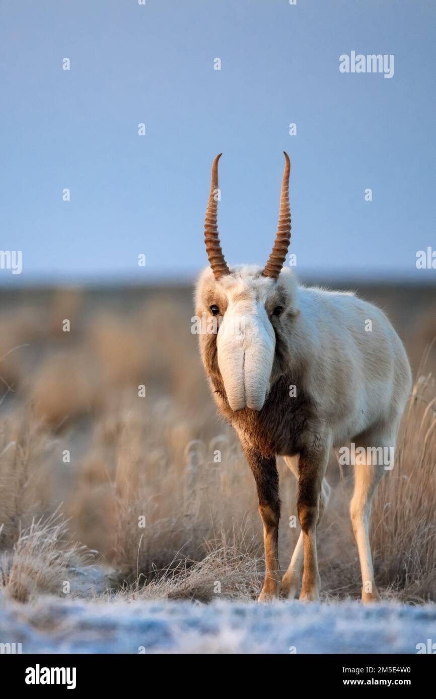 Saiga antelope or Saiga tatarica walks in steppe near waterhole in winter Stock Photo