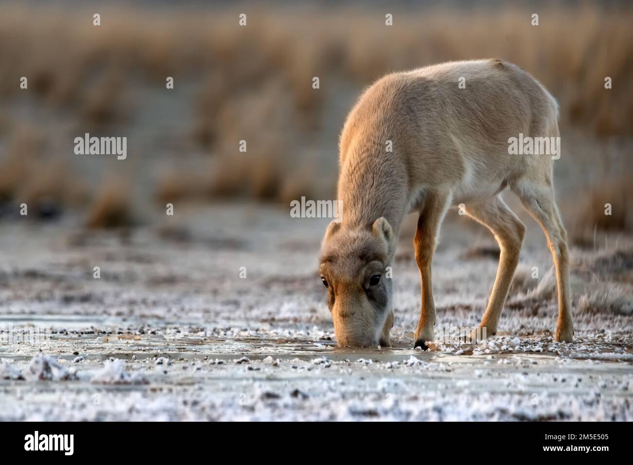 Female saiga antelope or Saiga tatarica walks in steppe near waterhole in winter Stock Photo