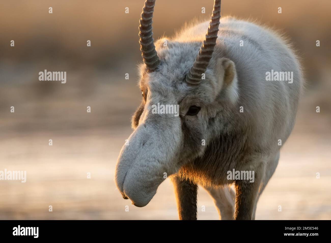 Saiga antelope or Saiga tatarica walks in steppe near waterhole in winter Stock Photo