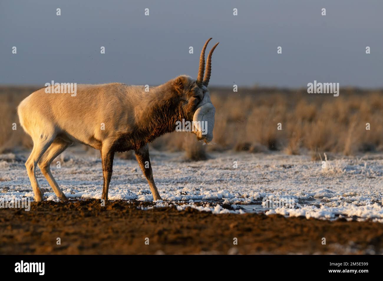 Saiga antelope or Saiga tatarica tosses in steppe near waterhole in winter Stock Photo