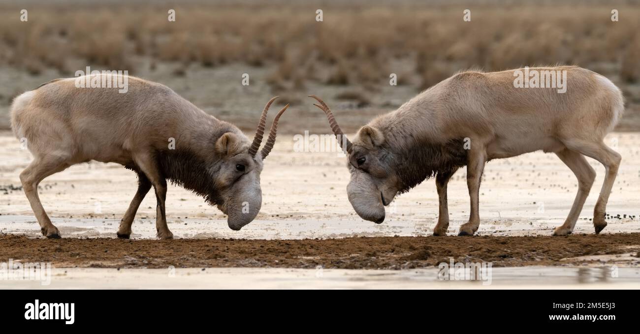 Saiga antelopes or Saiga tatarica fight in steppe near waterhole in winter Stock Photo