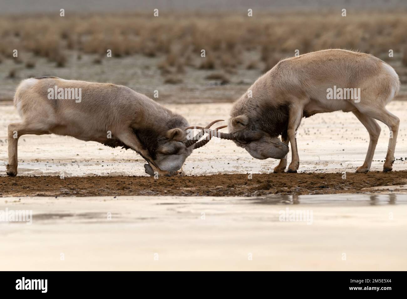 Saiga antelopes or Saiga tatarica fight in steppe near waterhole in winter Stock Photo