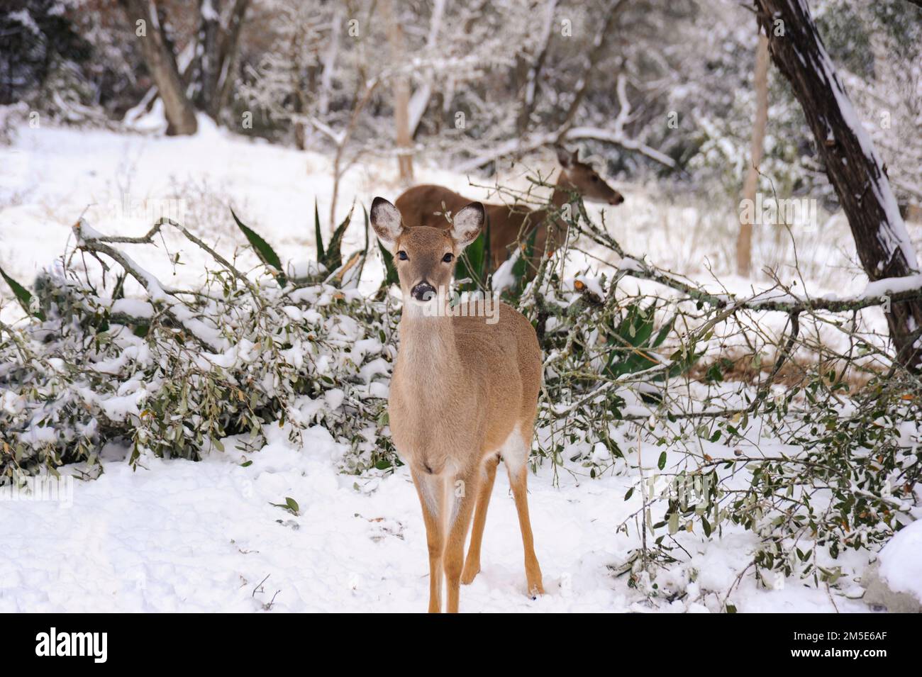 Standing white tailed deer hi-res stock photography and images - Page 8 -  Alamy