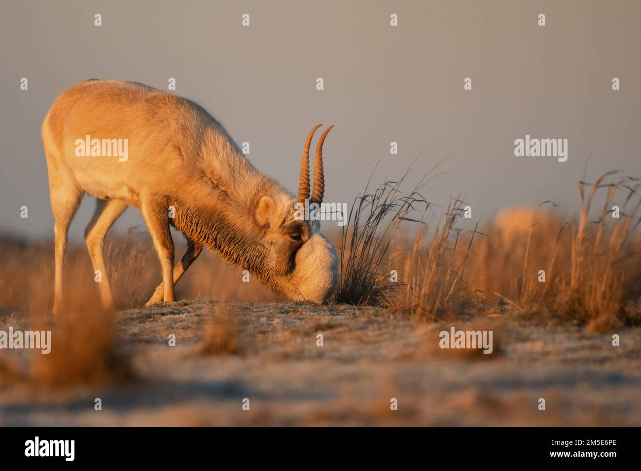 Saiga antelope or Saiga tatarica drinks in steppe near waterhole in winter Stock Photo