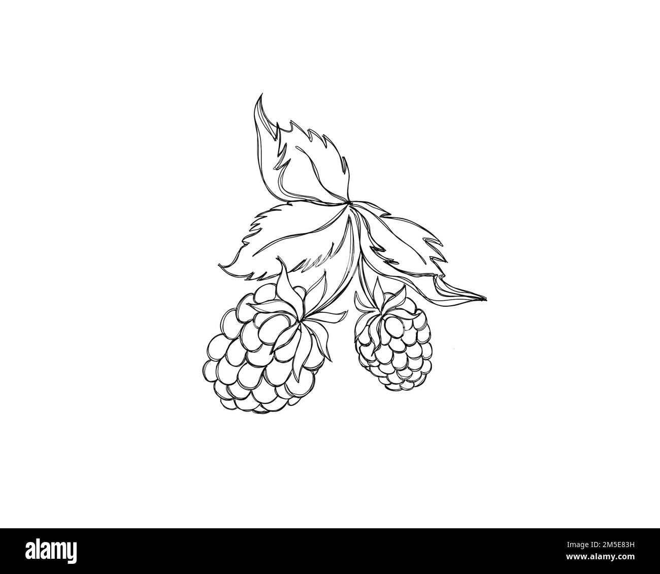 Line art illustration of a sprig of raspberries. Isolated berry