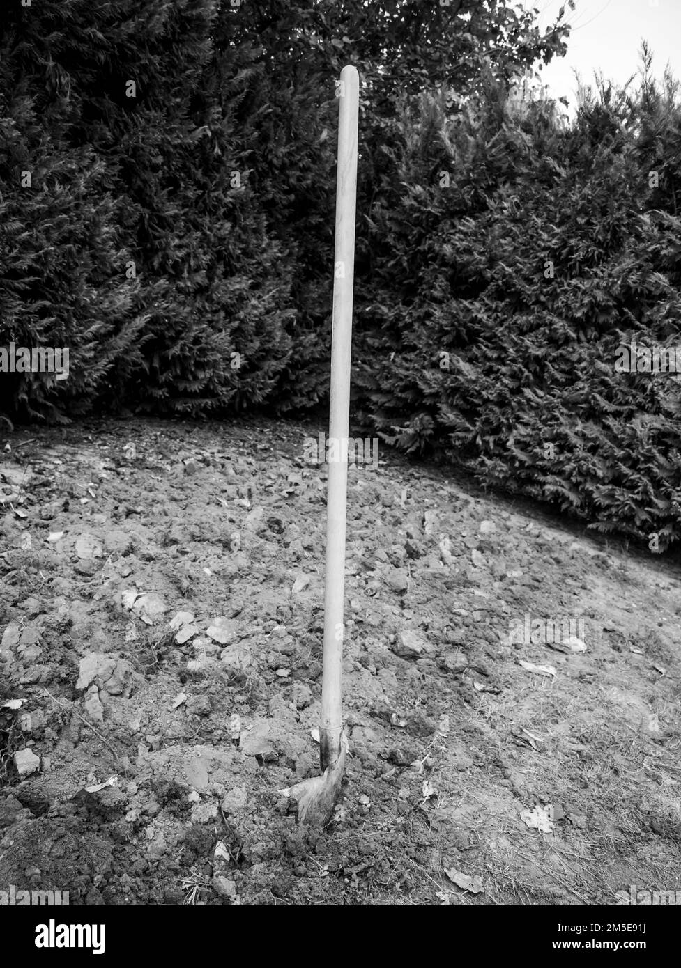 Digging operations in a vegetable garden to prepare the land for spring sowing. Stock Photo