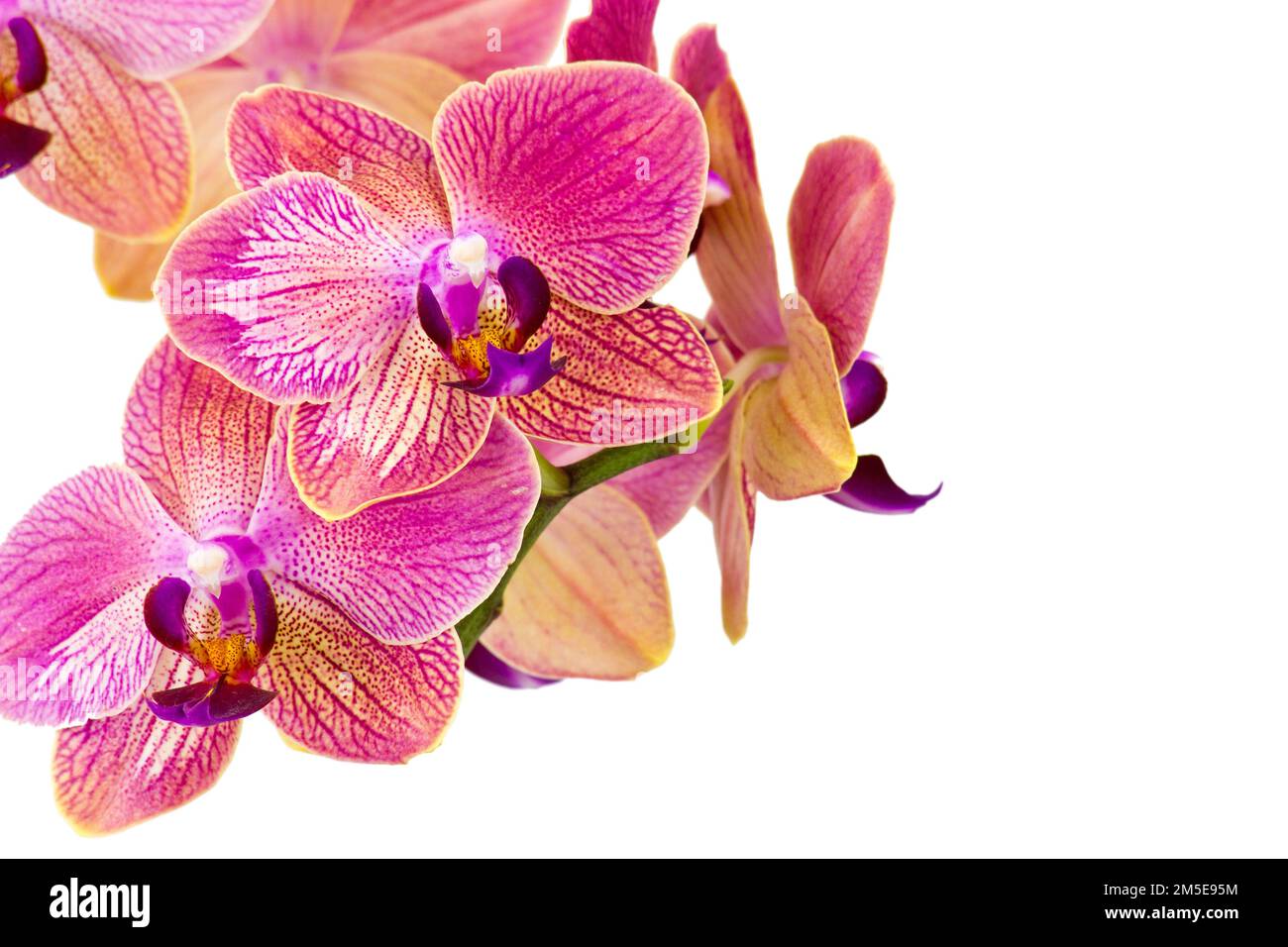 Beautiful orange orchid  - phalaenopsis Stock Photo