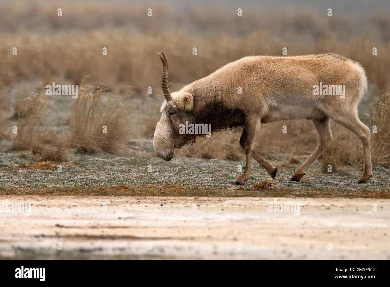 Saiga antelope or Saiga tatarica stands in steppe near waterhole in winter Stock Photo