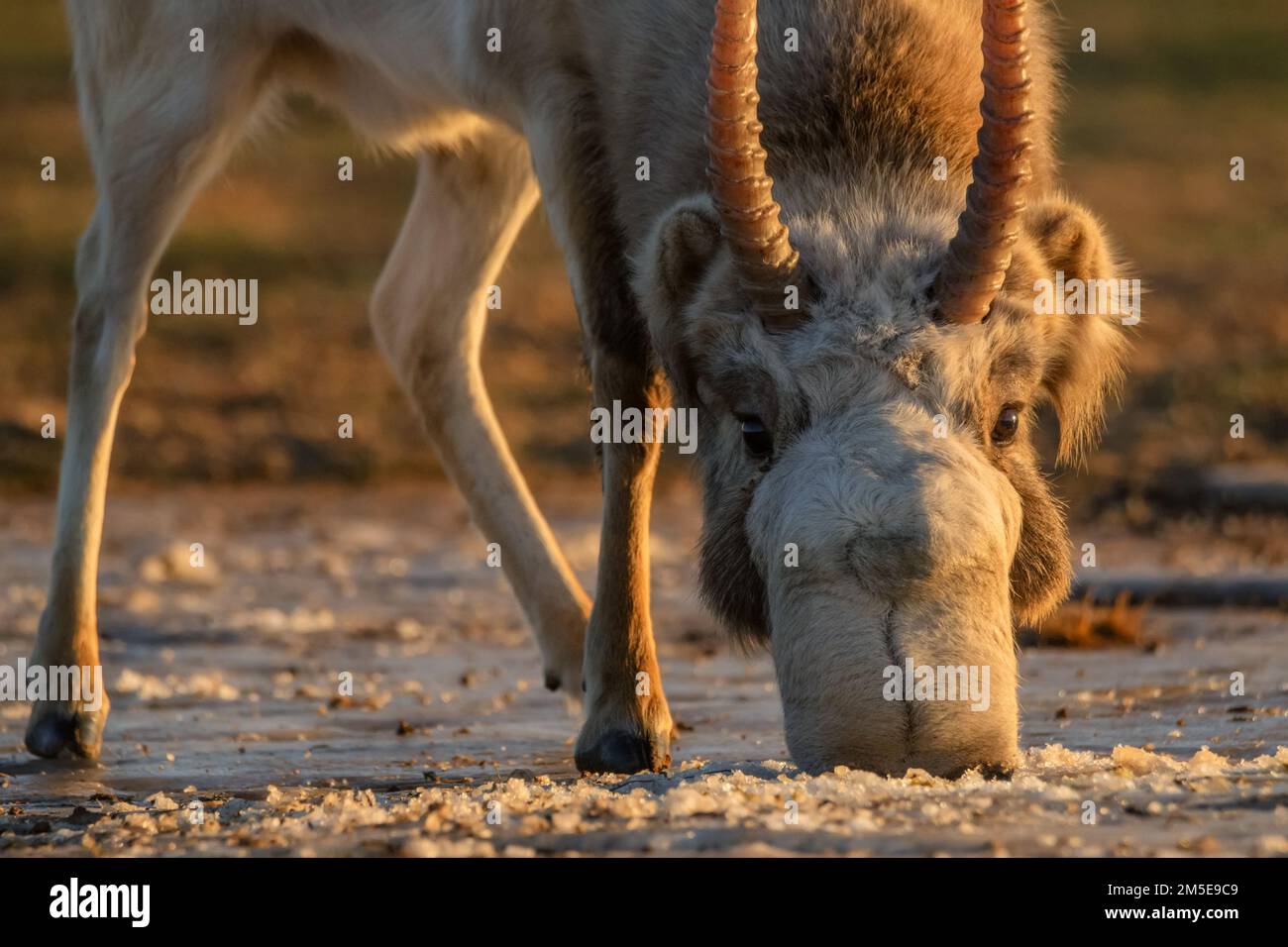 Saiga antelope or Saiga tatarica drinks in steppe near waterhole in winter Stock Photo