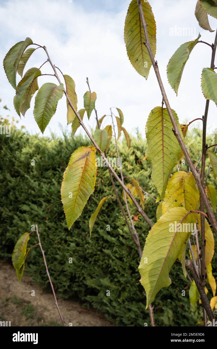 Young cherry tree in autumn is losing its leaves Stock Photo Alamy