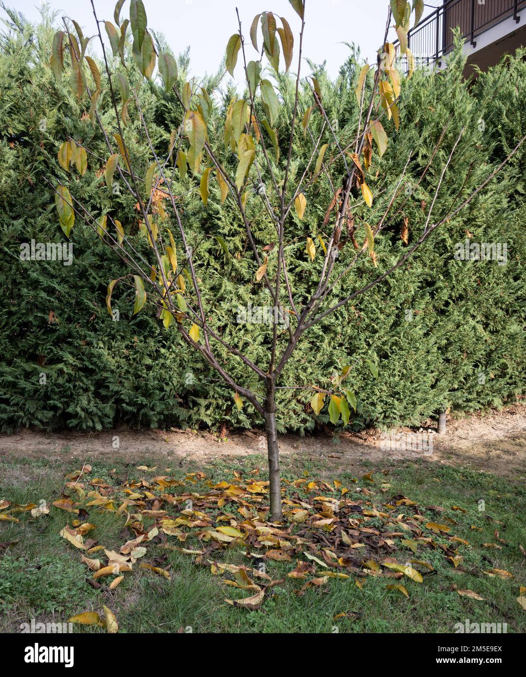 Young cherry tree in autumn is losing its leaves Stock Photo Alamy