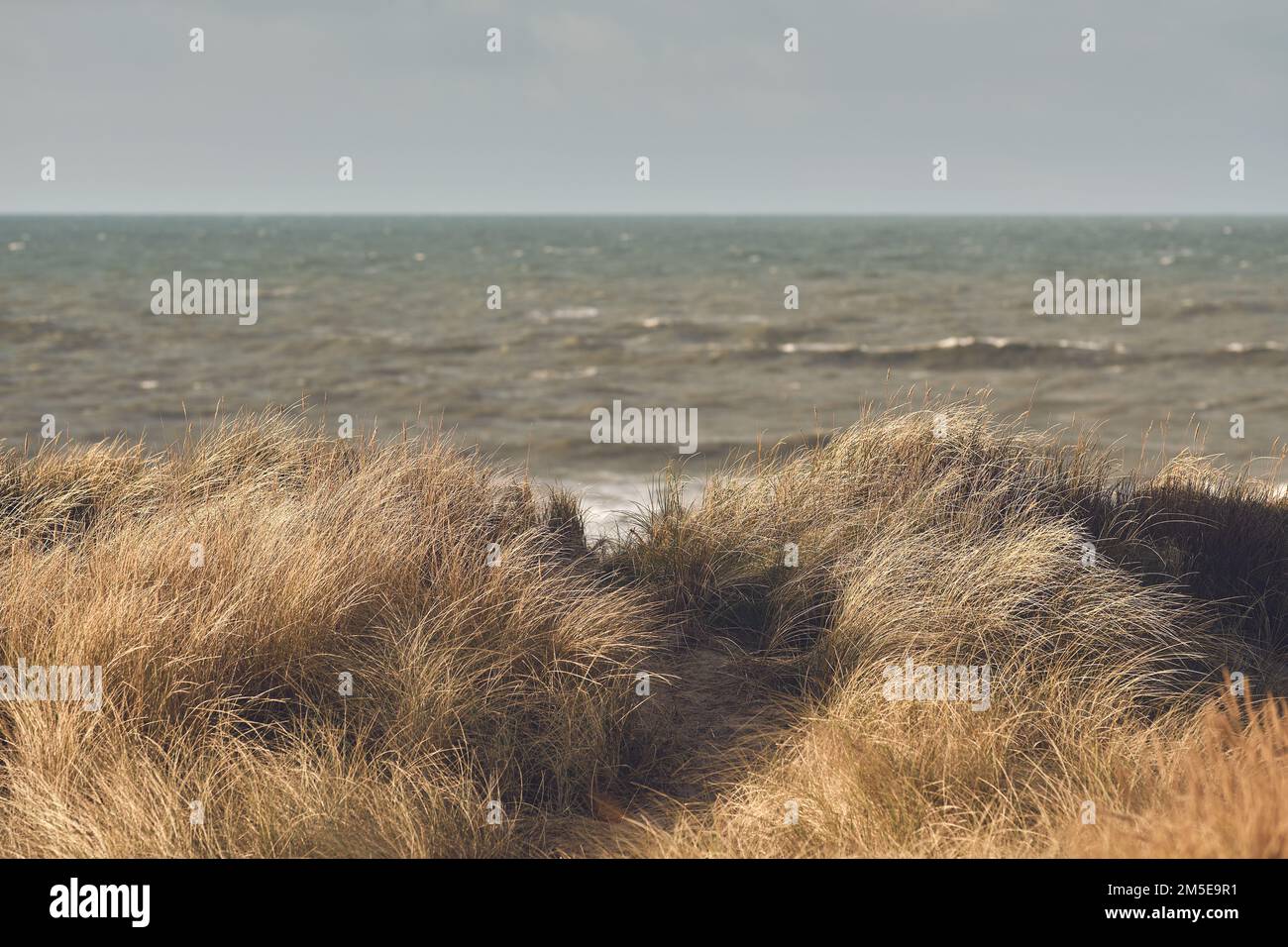 wind in the Grass Dunes of Denmark. High quality photo Stock Photo