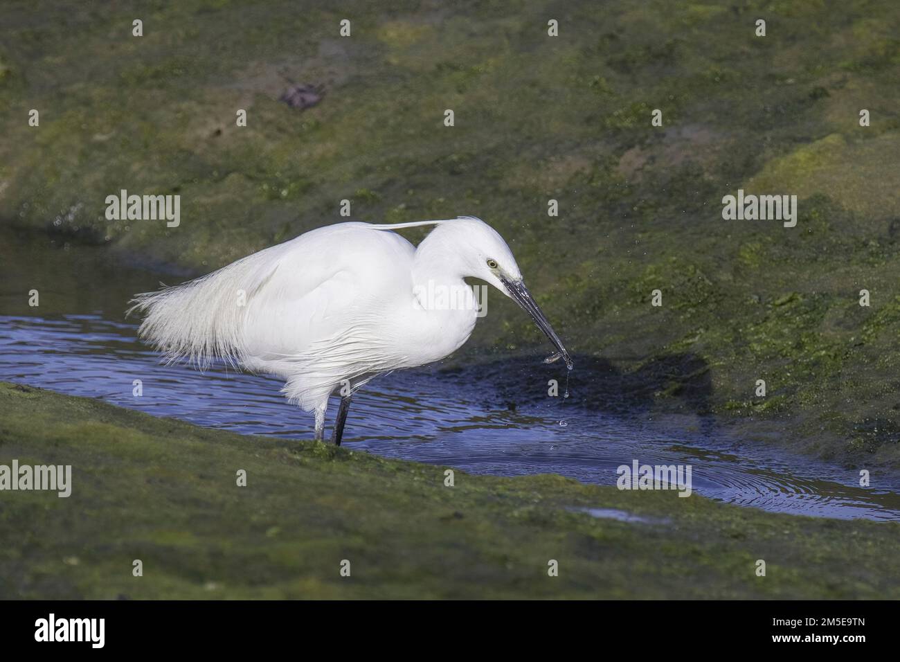 Little Egret all white catches a small fish in a small stream at low tide with green seaweed as background clearly shows long black beak and eye Stock Photo