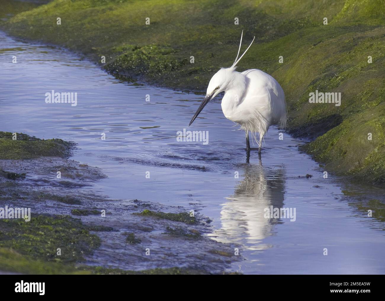 Little Egret all white feathers long black beak and with clear head plumes wades in blue water looking for fish with green seaweed on bank as backdrop Stock Photo
