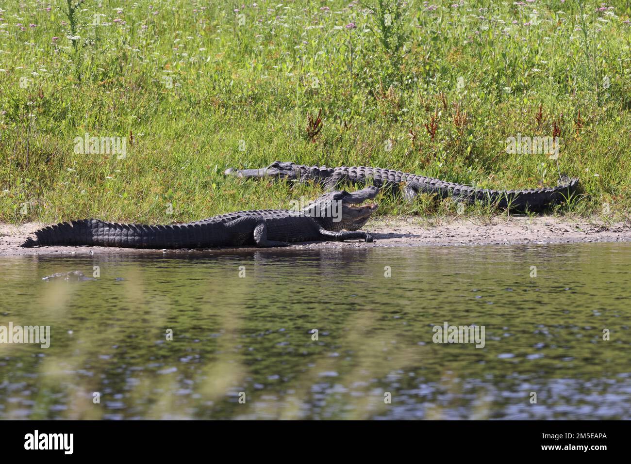 Alligator Myakka River State Park Florida USA Stock Photo - Alamy